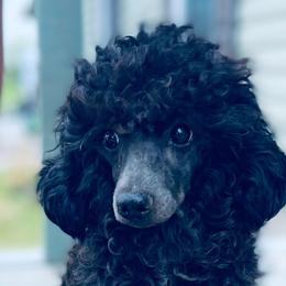 Raven - Poodle