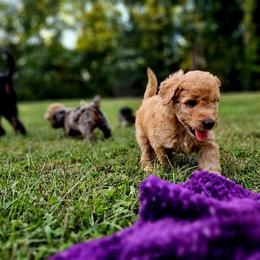 Boone - Red male Bernedoodle puppy in Olin, North Carolina from Rocky Creek Raised