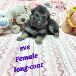 Eve Purple Collar - Black and red female German Shepherd puppy in Bedias, Texas from TiPi S Ranch's German Shepherds