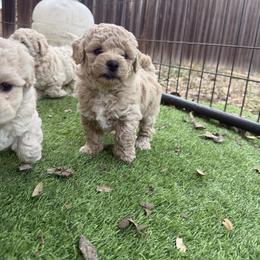 Cash (Green) - Apricot male Poodle puppy in Beeville, Texas from Casa de Curls
