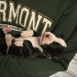 Girl 1 - Brindle female Boxer puppy in Fall River, Massachusetts from DaCosta’s Boxers
