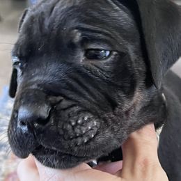 Cane Corso Puppies from Ragnarok kennels