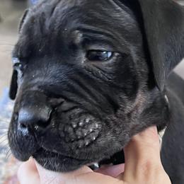 Cane Corso Puppies from Ragnarok kennels