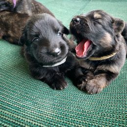 German Shepherd Puppies from Scenic Creek German Shepherds