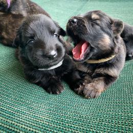 German Shepherd Puppies from Scenic Creek German Shepherds