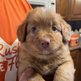Plain Face - Red male Nova Scotia Duck Tolling Retriever puppy in Farmington, Illinois from Beekauz Kennel