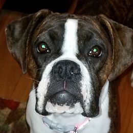Zoe - Boxer