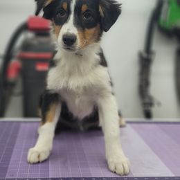 Flirt - Black tri-color female Australian Shepherd puppy in Trout Run, Pennsylvania from Rose Valley Aussies