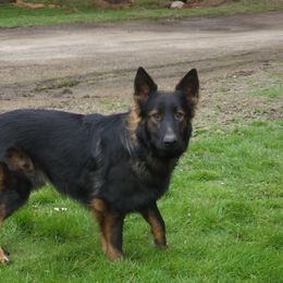 Rip - German Shepherd