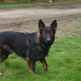 Rip - German Shepherd