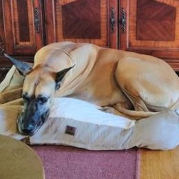 Great Danes from Louise Van Alstyne's Great Danes