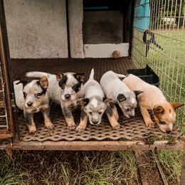 Australian Cattle Dog Puppies from Turnpike Creek Canines