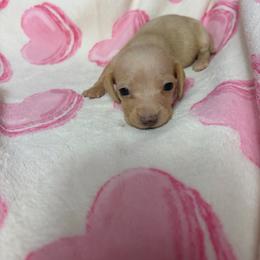 Chloe - Cream female Dachshund puppy in Lake City, Florida from My Ditzy Doxies of Florida