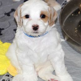 Blue Collar Boy - Chalk male Australian Labradoodle puppy in Corrales, New Mexico from Desert Waves Labradoodles