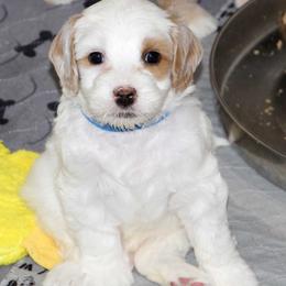 Blue Collar Boy - Chalk male Australian Labradoodle puppy in Corrales, New Mexico from Desert Waves Labradoodles