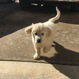 Golden Retriever Puppies from Dale Hollow Goldens