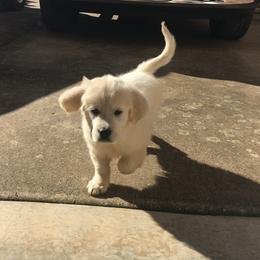Golden Retriever Puppies from Dale Hollow Goldens