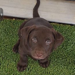 Golden Retriever and Labrador Retriever Puppies from Little Shadow Retrievers