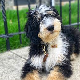 Bernedoodles, Poodles, and Shiba Inu from WhiskeyCreek Doodles