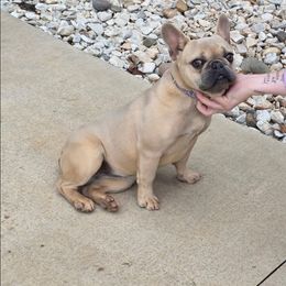 French Bulldog puppies from Carolina High Country Frenchies