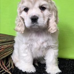 Romeo - Buff and white male Cocker Spaniel puppy in Greers Ferry, Arkansas from Lake Area Cuddly Cockers
