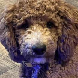 Jax - Goldendoodle