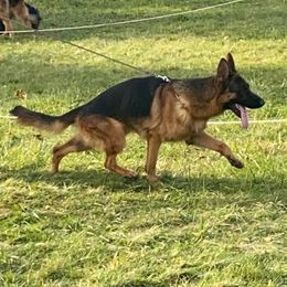 German Shepherd Puppies from Wilhendorf