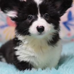 American Corgi, Cane Corso, Pembroke Welsh Corgi, and Rhodesian Ridgeback Puppies from Diamondcrest Inc