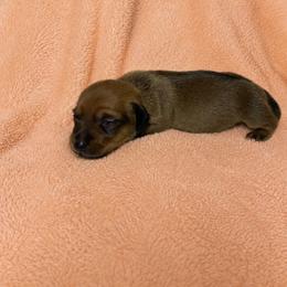 Trudy - Red female Dachshund puppy in Richmond, Virginia from Paw Prints
