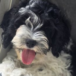 Cockapoo puppies from Onyx Cave Kennel