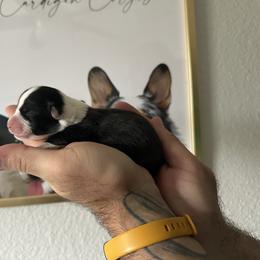 Zoro - Black and white male Cardigan Welsh Corgi puppy in San Antonio, Texas from White Paws Cardigan Corgis