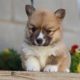 Bandit - Sable male Pembroke Welsh Corgi puppy in Caliente, California from Rafter Cross 7