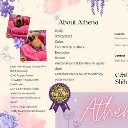 Shih Tzu Puppies from C&E Royal Shih Tzu