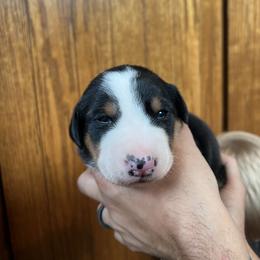 Greater Swiss Mountain Dog Puppies from Woodland Swissie’s