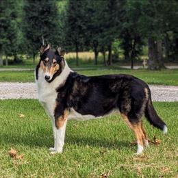 Yang - Collie