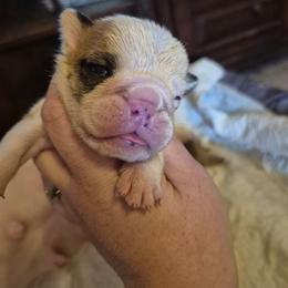 BLACK - Fawn and white male Bulldog puppy in Walhalla, South Carolina from Lowery's English Bulldogs