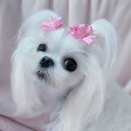 Roxette - Maltese