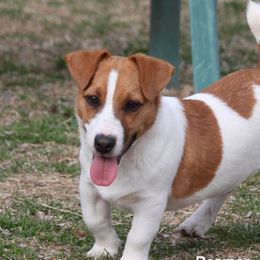 Beamer - Russell Terrier
