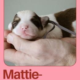 Mattie - Sable female Pembroke Welsh Corgi puppy in South Otselic, New York from Ridge Top Corgis