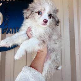 Max - Red merle female Aussiedoodle puppy in Sulphur Bluff, Texas from V6 Ranch Dogs