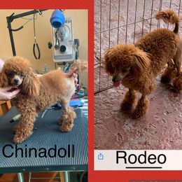 MARY’S ELEGANT RED CHINADOLL 2 - Poodle