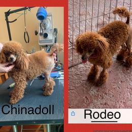 MARY’S ELEGANT RED CHINADOLL 2 - Poodle