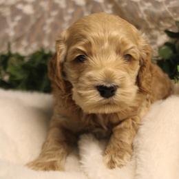Male 1 - Buff male Cockapoo puppy in Mississippi from Ewing Acres