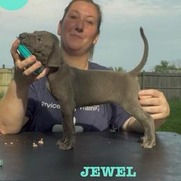 Jewel - Blue female Great Dane puppy in Edwardsville, Illinois from Giants and Munchkins