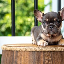 Girl 5 - Tricolors female French Bulldog puppy in Nokesville, Virginia from Hershel's