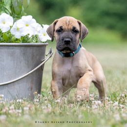 Great Dane Puppies from Ellenni Danes