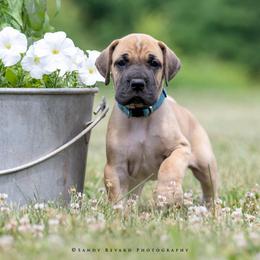 Great Dane Puppies from Ellenni Danes