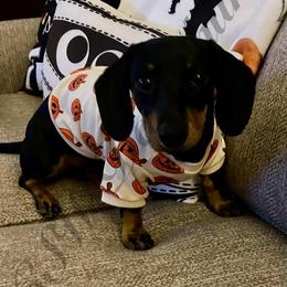 Dachshund Puppies from CSW Dachshunds