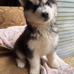 Pomsky and Siberian Husky Puppies from Osiris’s Siberians & Pomskies