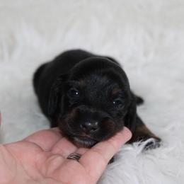 Black and Tan Female - Black and tan female Dachshund puppy in Lily, Kentucky from Little Acres Miniature Dachshunds